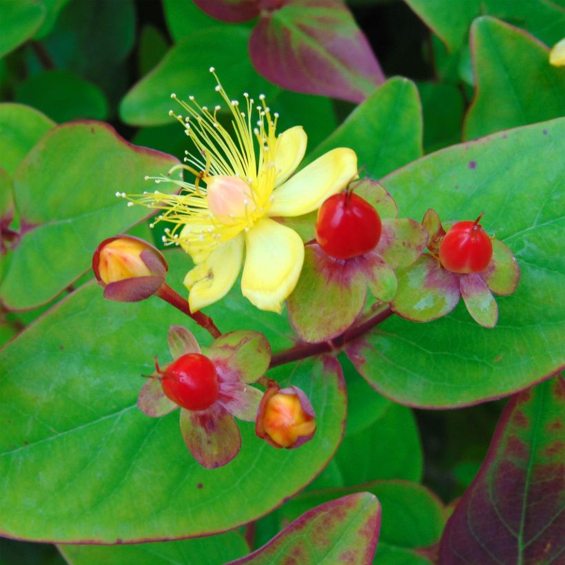 Hypericum inodorum Rheingold - Hertshooi (Bloei)