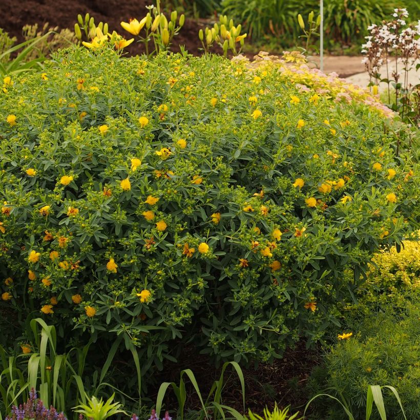 Hypericum kalmianum Blue Velvet - Kalm's hertshooi (Groeiplaats)