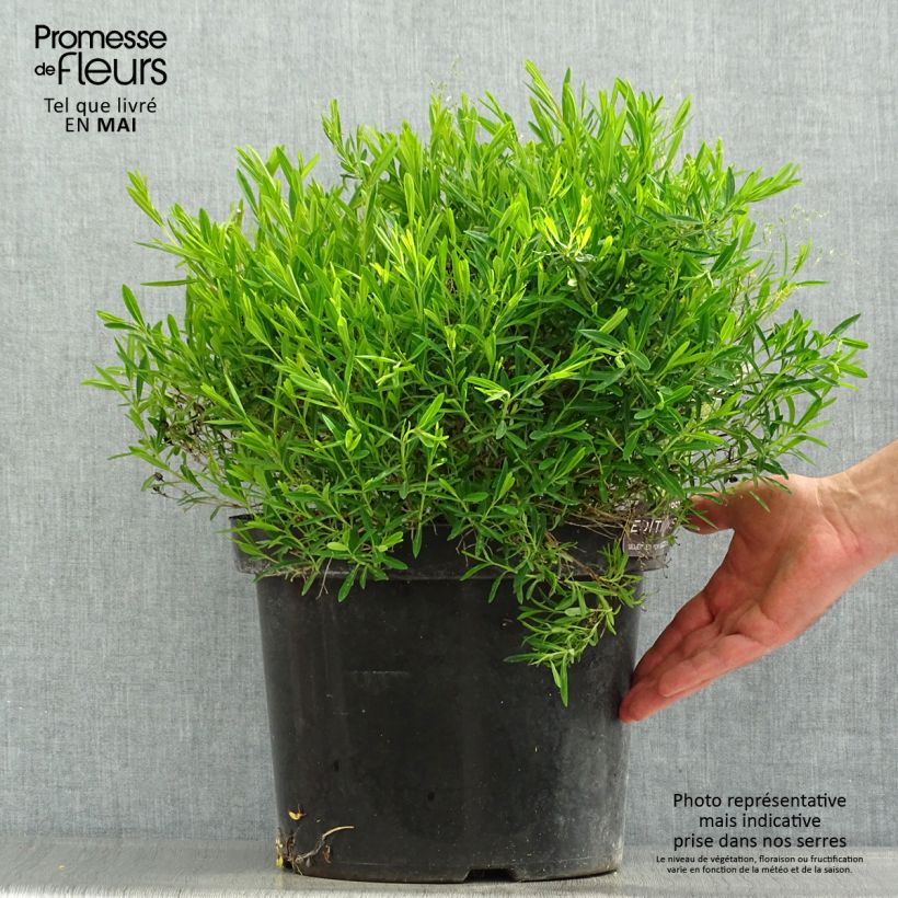 Exemplaar van Hypericum kalmianum Cobalt-n-Gold - Kalm's hertshooi Pot van 7,5 l/10 l zoals geleverd in de lente