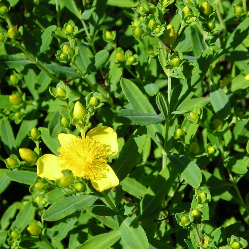 Hypericum kalmianum Gemo - Kalm's hertshooi (Blad)