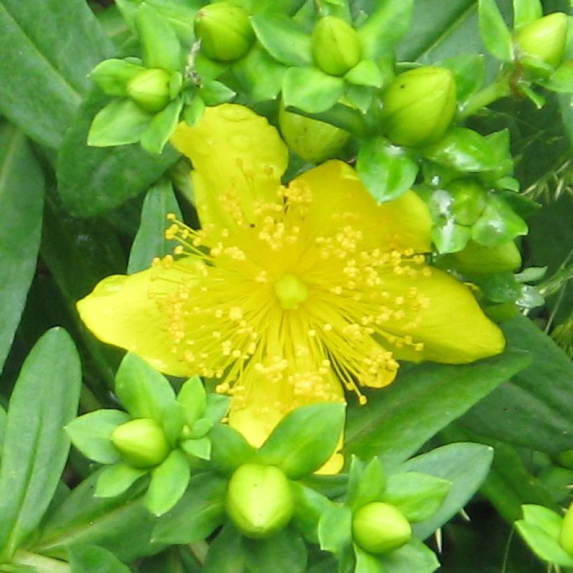 Hypericum kalmianum Gemo - Kalm's hertshooi (Bloei)