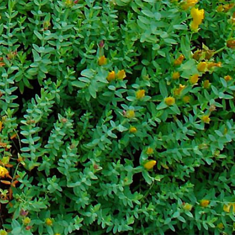 Hypericum olympicum - Olympia-hertshooi (Blad)