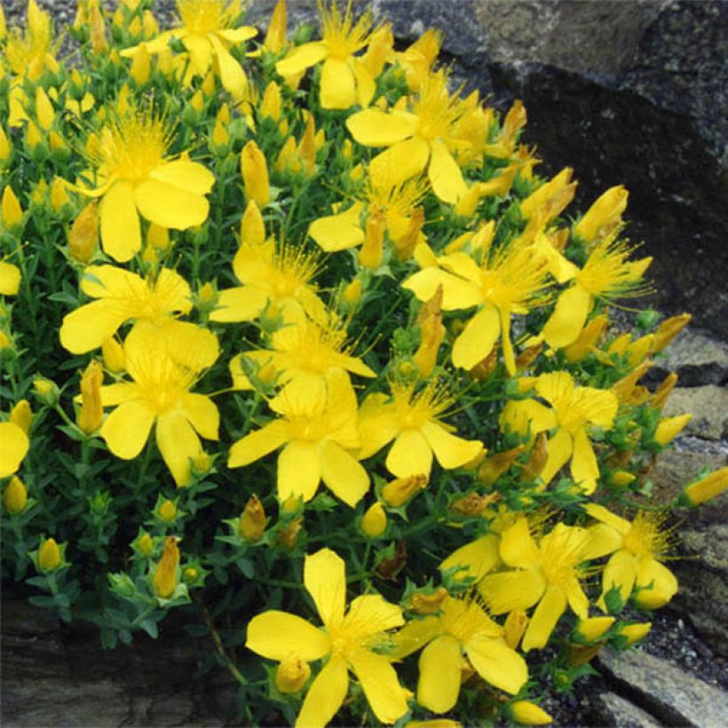 Hypericum olympicum - Olympia-hertshooi (Bloei)