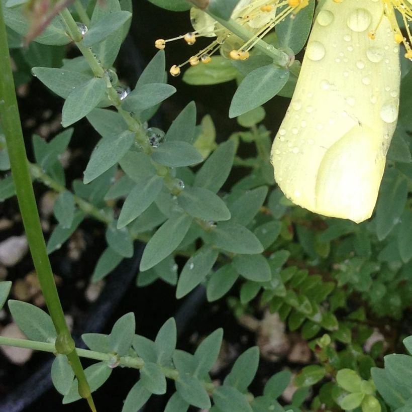 Hypericum olympicum Citrinum - Olympia-hertshooi (Blad)