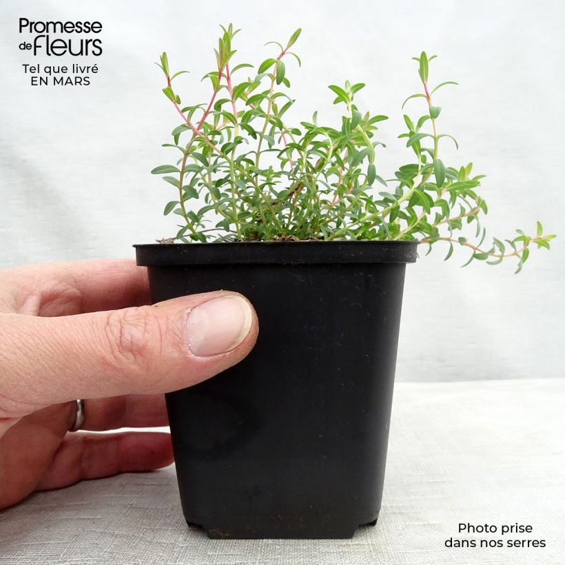 Exemplaar van Hypericum olympicum Citrinum - Olympia-hertshooi Kweekpotje van 8/9 cm zoals geleverd in de lente