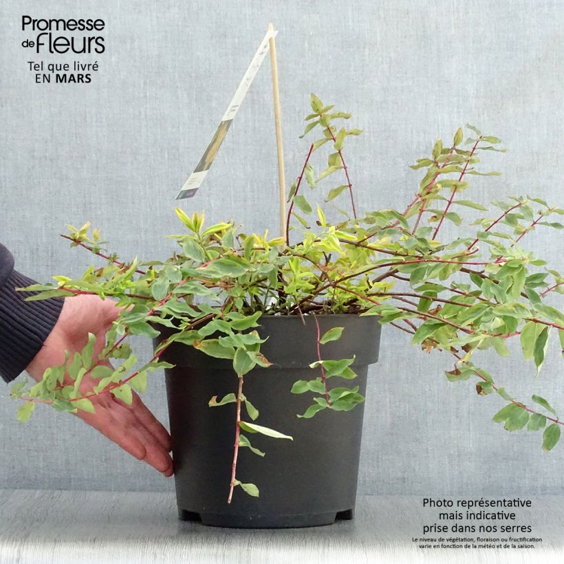 Exemplaar van Hypericum moserianum Little Misstery - Hertshooi Pot van 4 l/5 l zoals geleverd in de lente