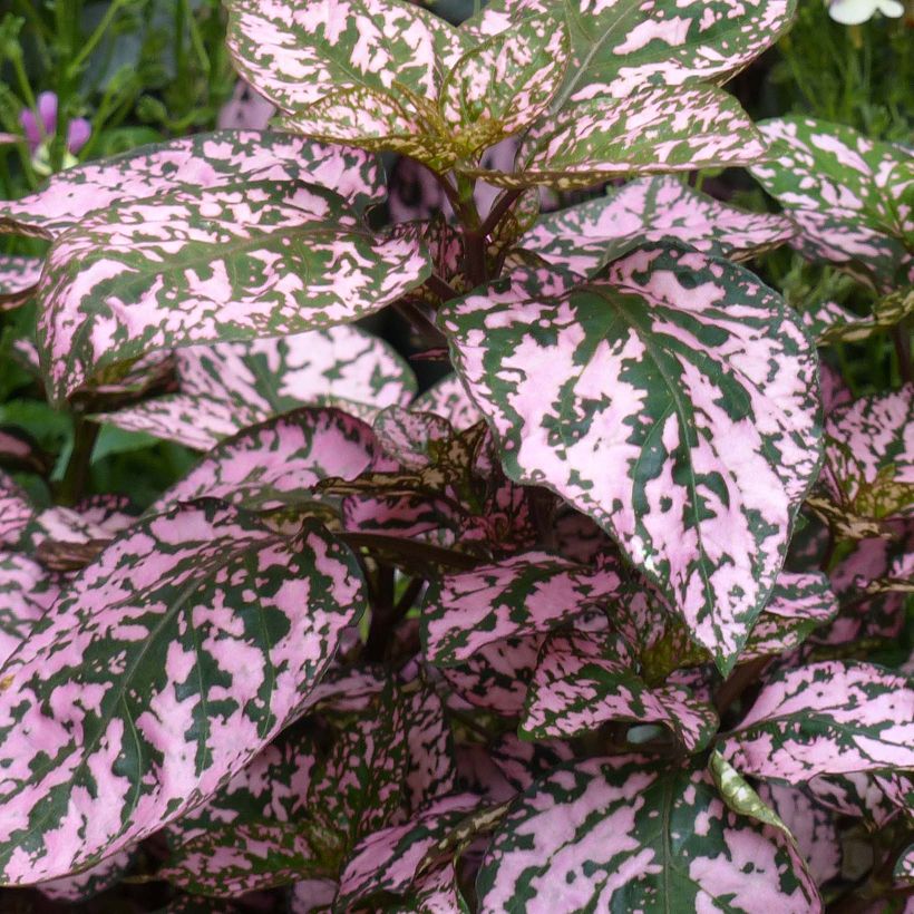 Hypoestes Hippo Pink - Sproetenplant (Blad)
