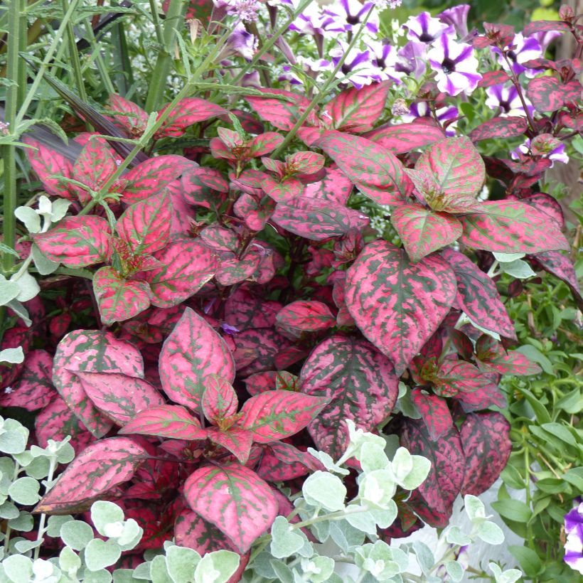 Hypoestes Hippo Rood - Sproetenplant (Groeiplaats)