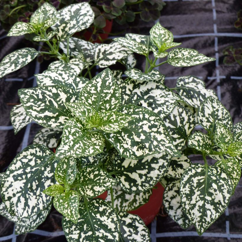 Hypoestes Hippo Wit - Sproetenplant (Groeiplaats)