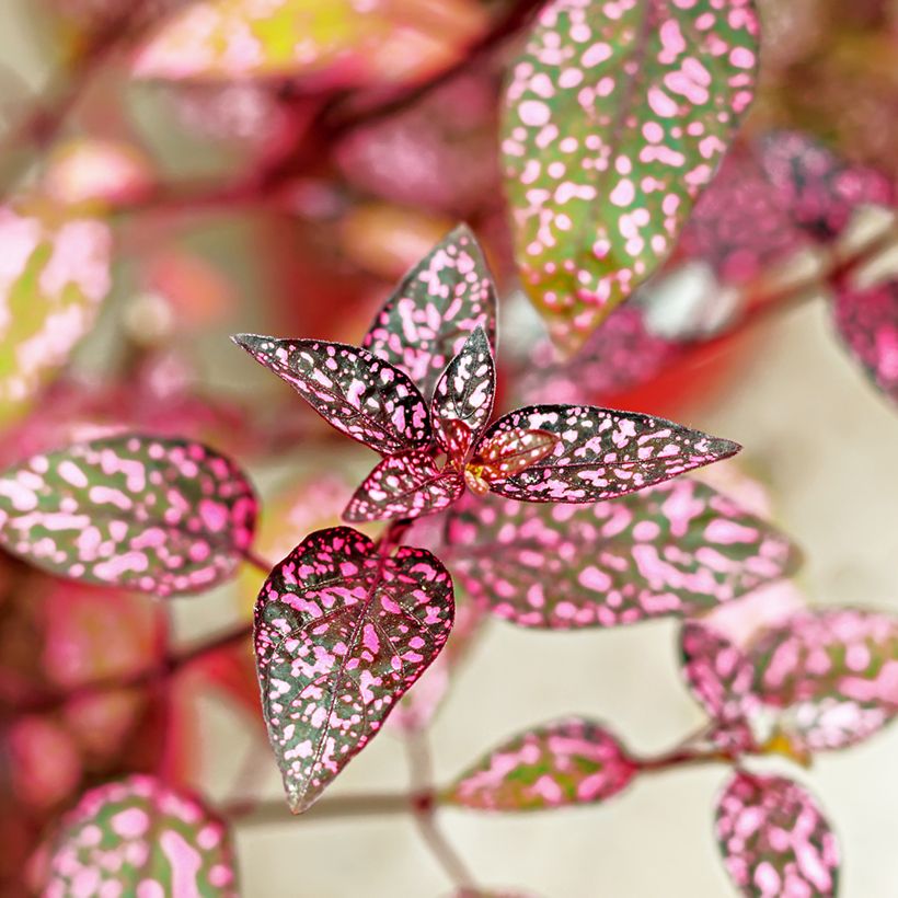 Hypoestes phyllostachya Roze - Sproetenplant (Blad)