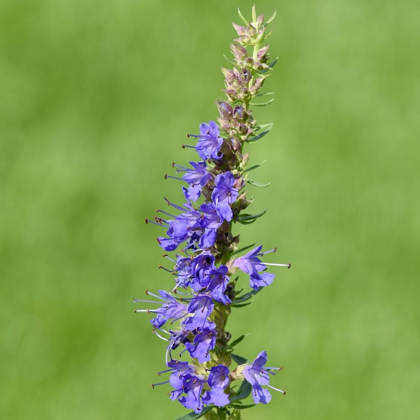 Hyssopus officinalis - Hysop (Bloei)