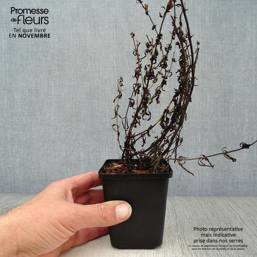 Exemplaar van Hyssopus officinalis - Hysop Kweekpotje van 8/9 cm zoals geleverd in de herfst
