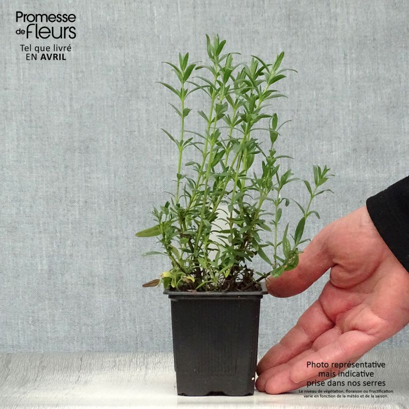 Exemplaar van Hyssopus officinalis - Hysop Kweekpotje van 8/9 cm zoals geleverd in de lente