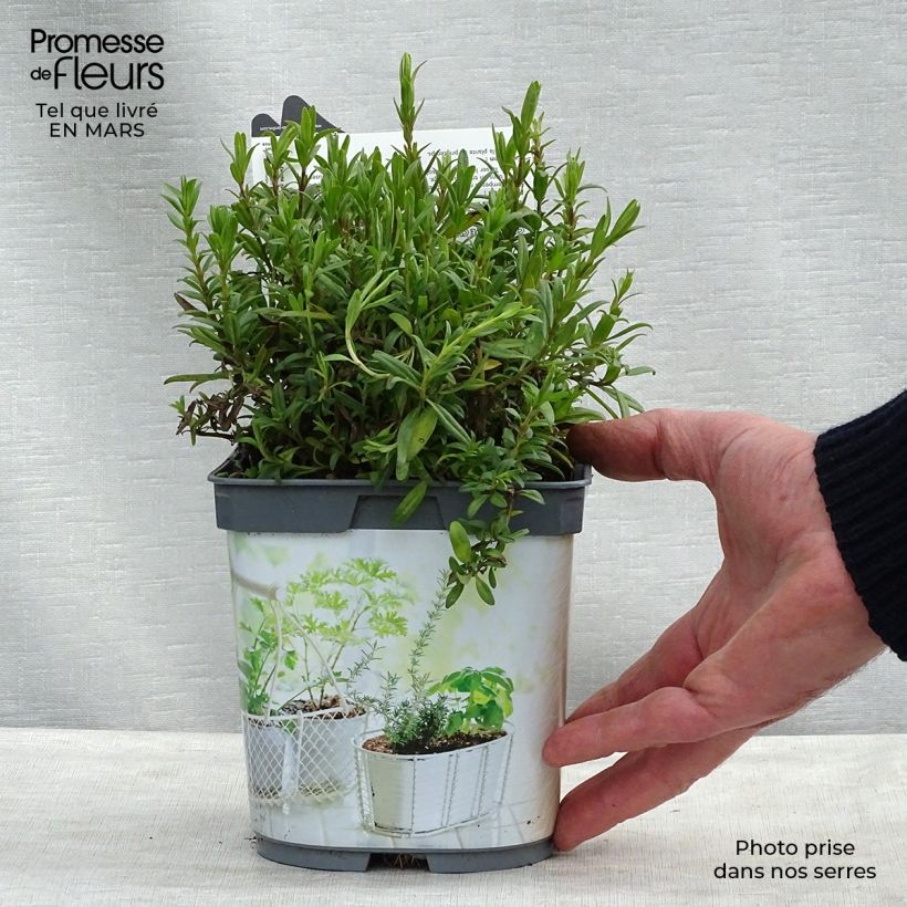 Exemplaar van Hyssop BIO - Hyssopus officinaliss (jonge planten) Pot van 1 l/1,5 l zoals geleverd in de lente