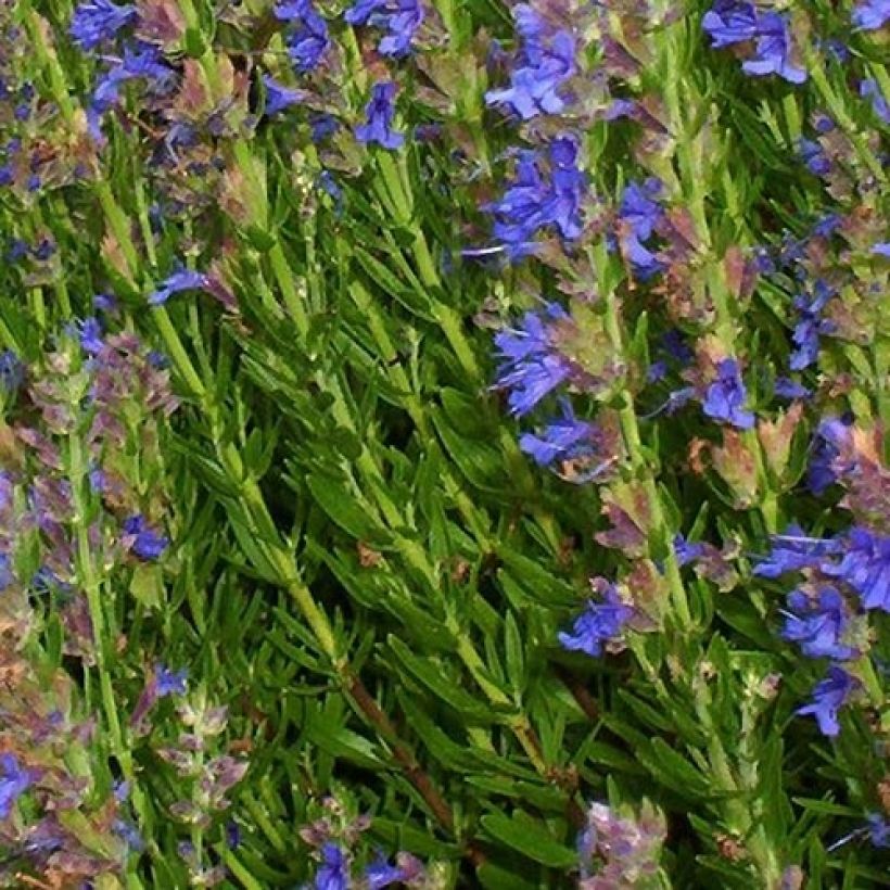 Hyssopus officinalis aristatus - Hysop (Blad)