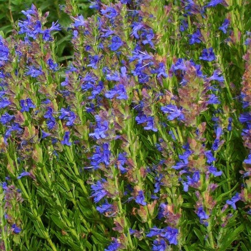Hyssopus officinalis aristatus - Hysop (Bloei)