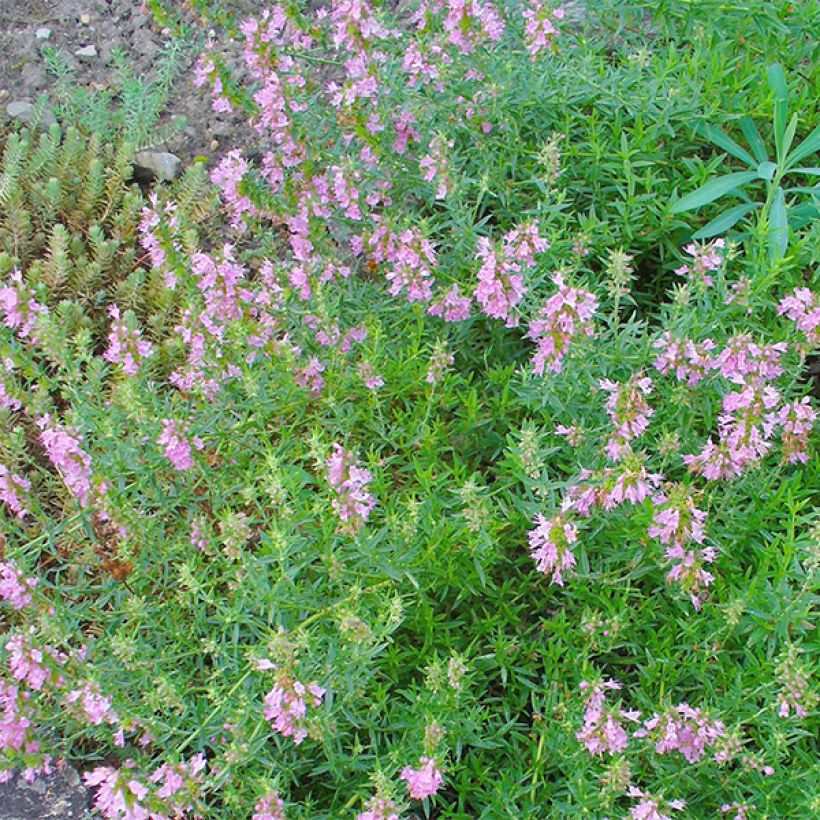 Hyssopus officinalis roseus - Hysop roze (Bloei)