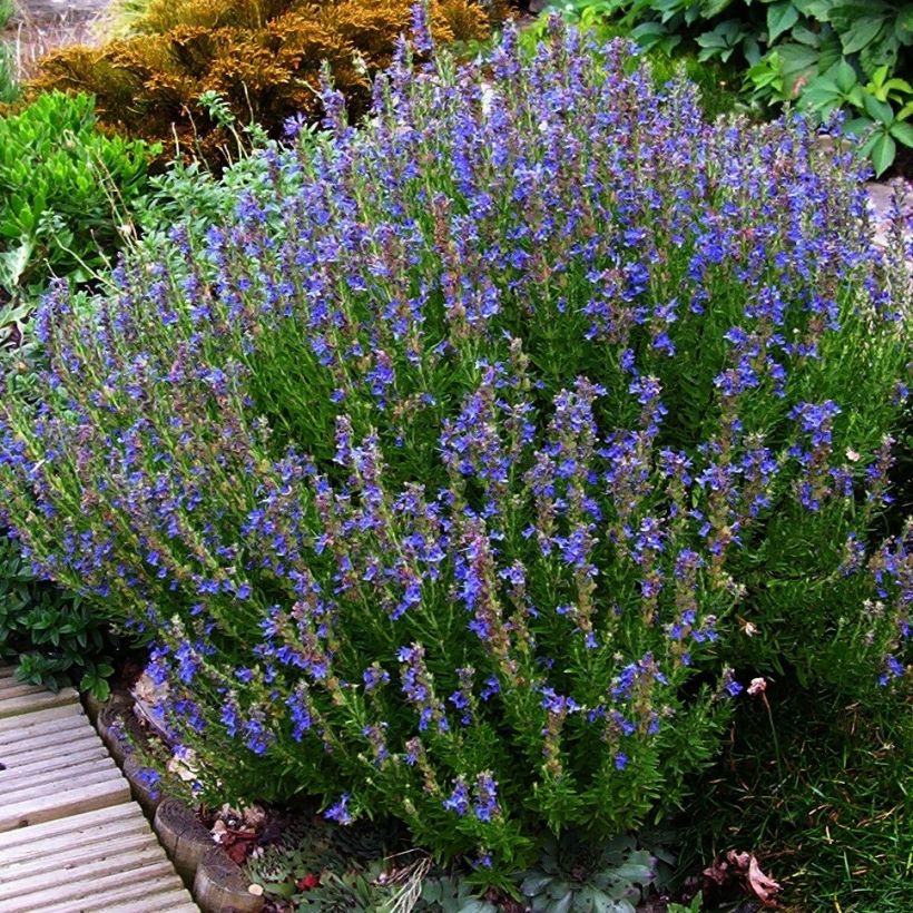 Hyssopus officinalis - Hysop (Groeiplaats)