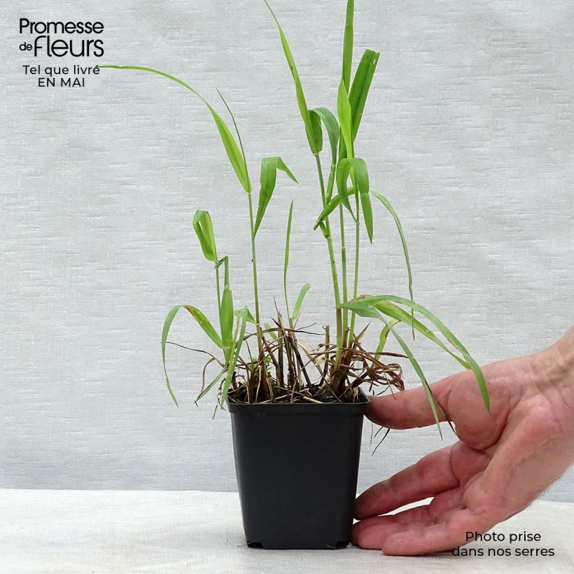 Exemplaar van Hystrix patula - Flessenborstelgras Kweekpotje van 8/9 cm zoals geleverd in de lente