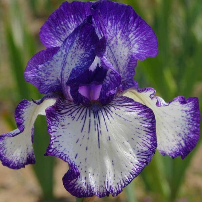 Iris germanica Art Déco - Baardiris (Bloei)