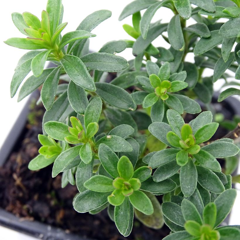 Iberis sempervirens Absolutely Amethyst - Scheefkelk (Blad)