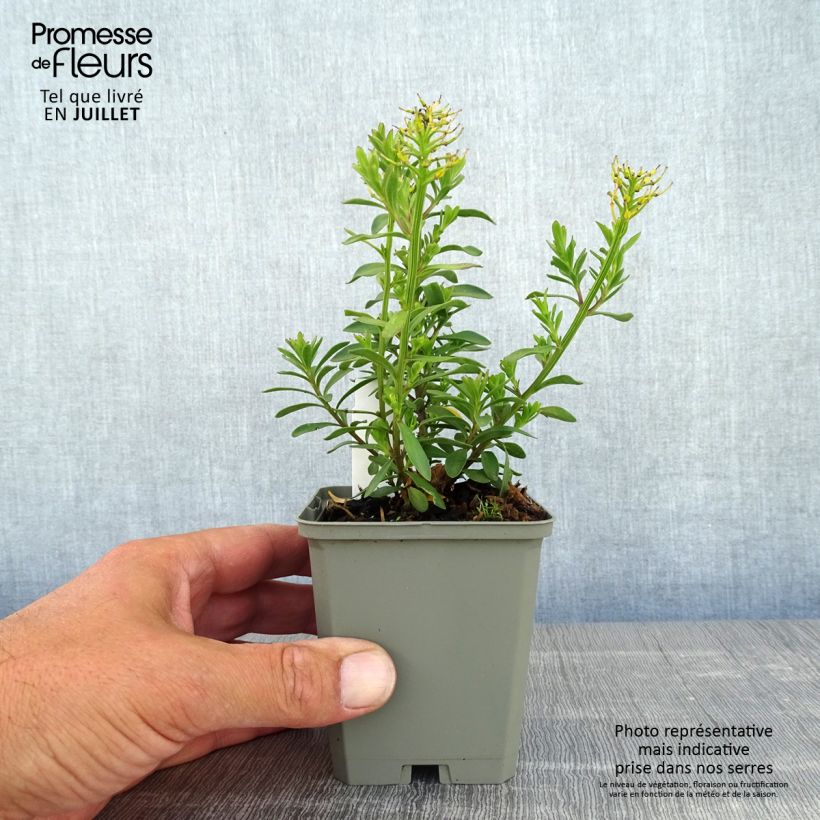 Exemplaar van Iberis sempervirens Absolutely Amethyst - Scheefkelk Kweekpotje van 8/9 cm zoals geleverd in de zomer