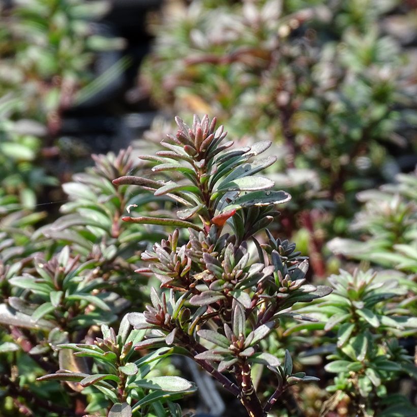 Iberis sempervirens Absolutely Amethyst - Scheefkelk (Blad)