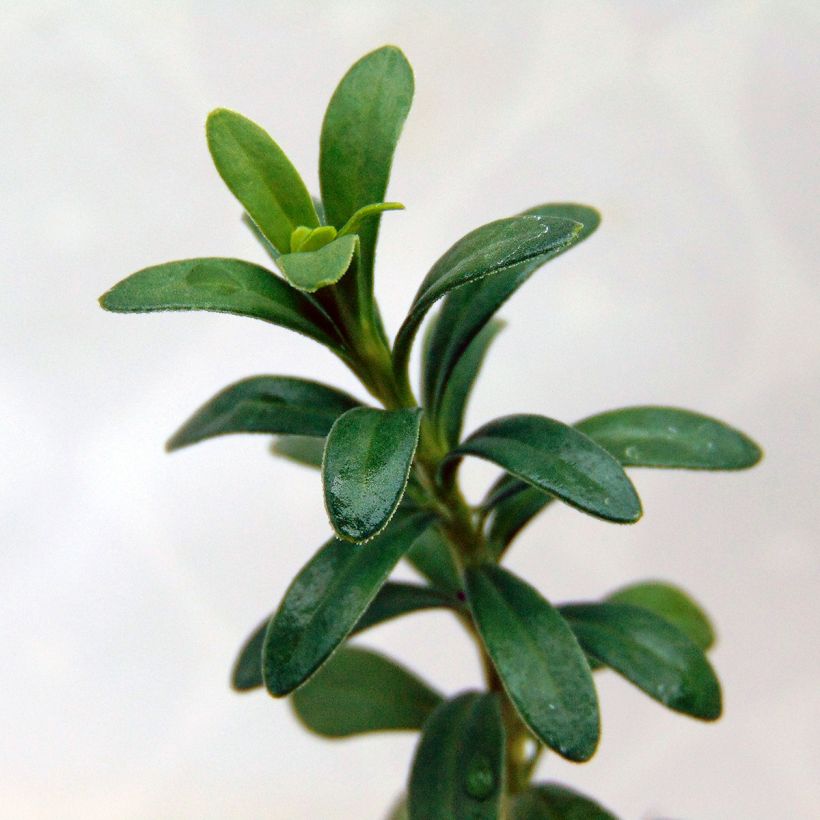 Iberis sempervirens Snowflake - Scheefkelk (Foliage)