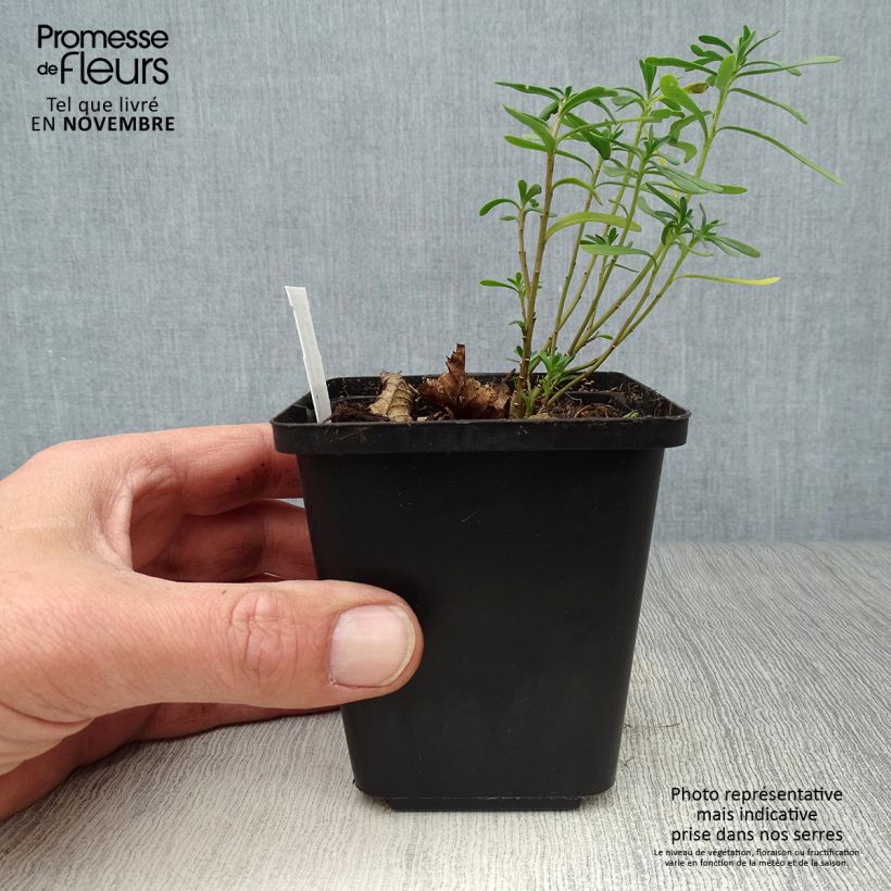 Exemplaar van Iberis sempervirens Snowflake - Scheefkelk Kweekpotje van 8/9 cm zoals geleverd in de herfst