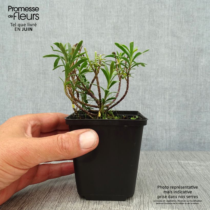 Exemplaar van Iberis sempervirens Snowflake - Scheefkelk Kweekpotje van 8/9 cm zoals geleverd in de zomer