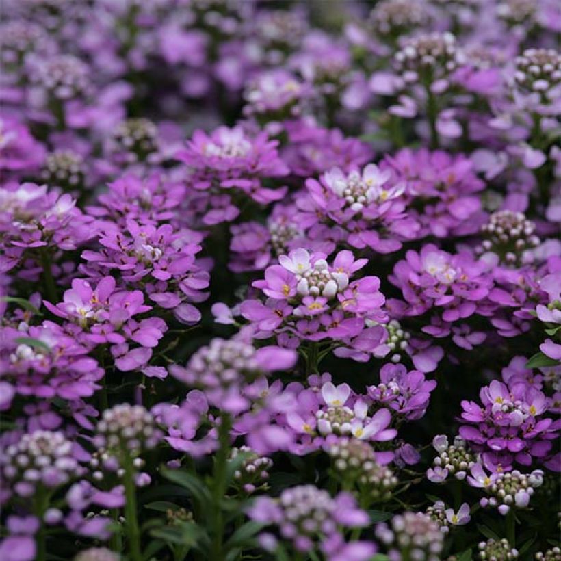 Iberis sempervirens Absolutely Amethyst - Scheefkelk (Bloei)