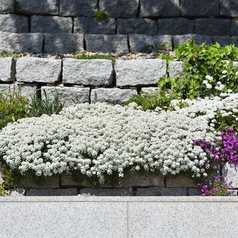 Iberis sempervirens - Scheefkelk (Groeiplaats)