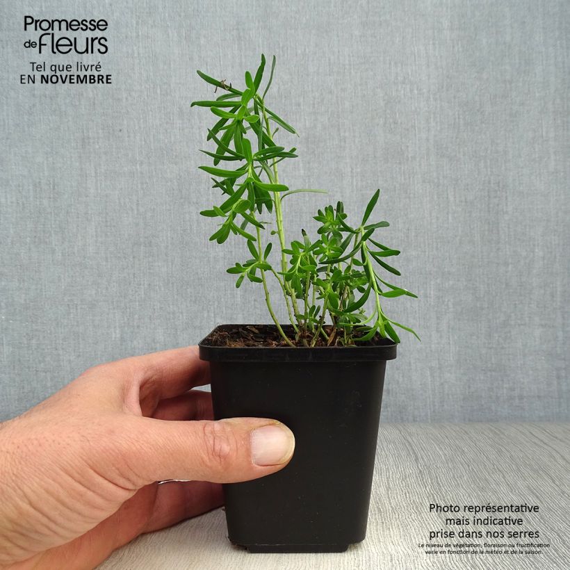Exemplaar van Iberis sempervirens - Scheefkelk Kweekpotje van 8/9 cm zoals geleverd in de herfst