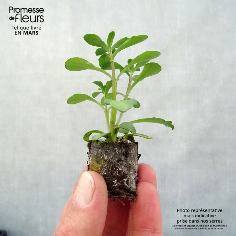 Exemplaar van Iberis sempervirens Masterpiece - Scheefkelk Mini-mot Ø 3/4 cm zoals geleverd in de lente