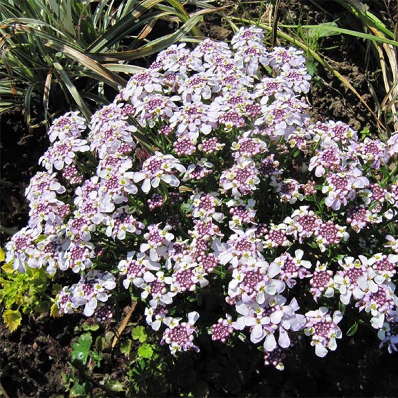 Iberis sempervirens Pink Ice - Scheefkelk (Groeiplaats)