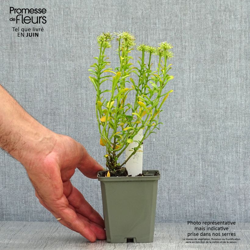 Exemplaar van Iberis sempervirens Pink Ice - Scheefkelk Kweekpotje van 8/9 cm zoals geleverd in de zomer