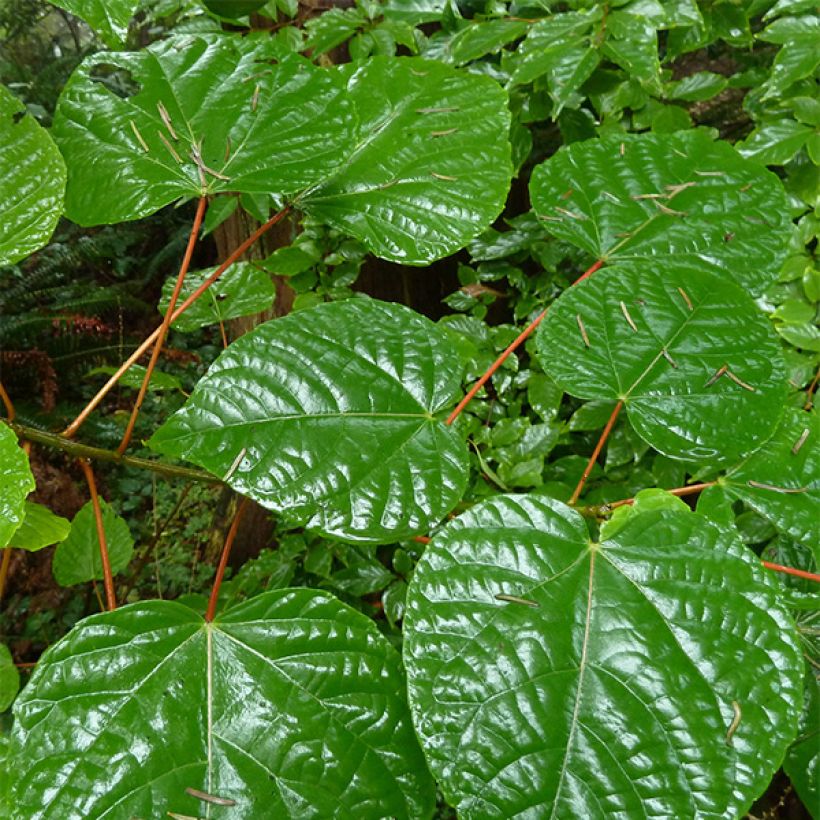 Idesia polycarpa (Blad)