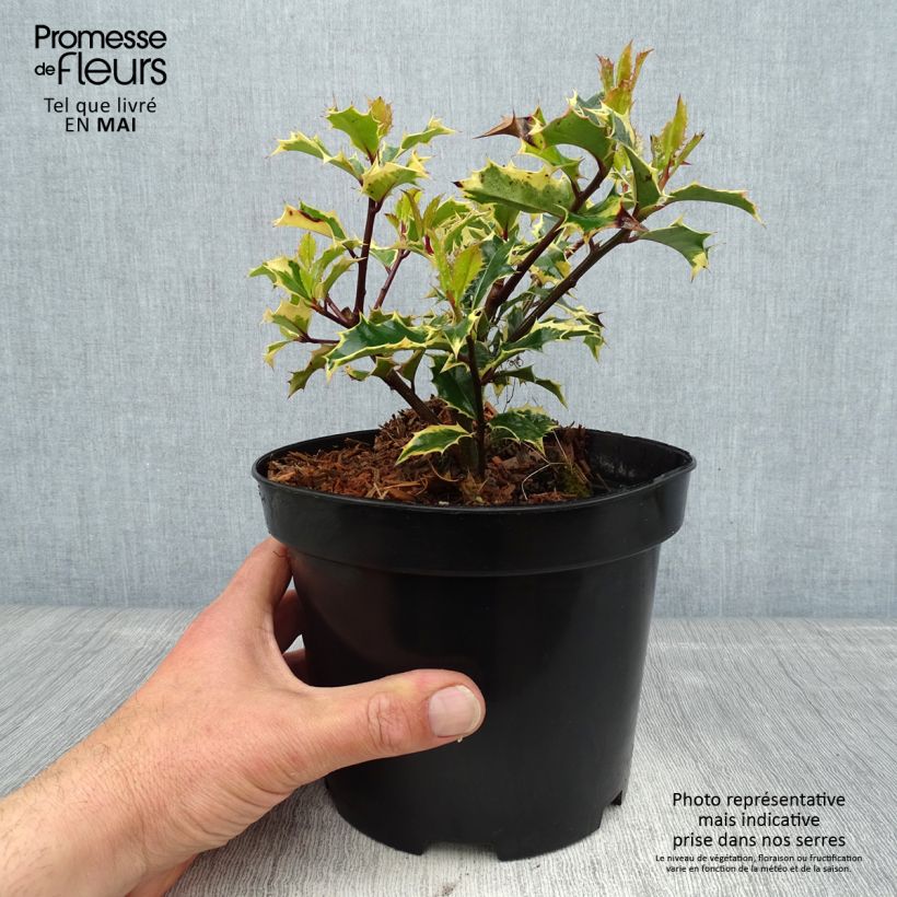Example of Ilex aquifolium Madame Briot - Hulst bont Pot van 3 l/4 l as you get in printemps