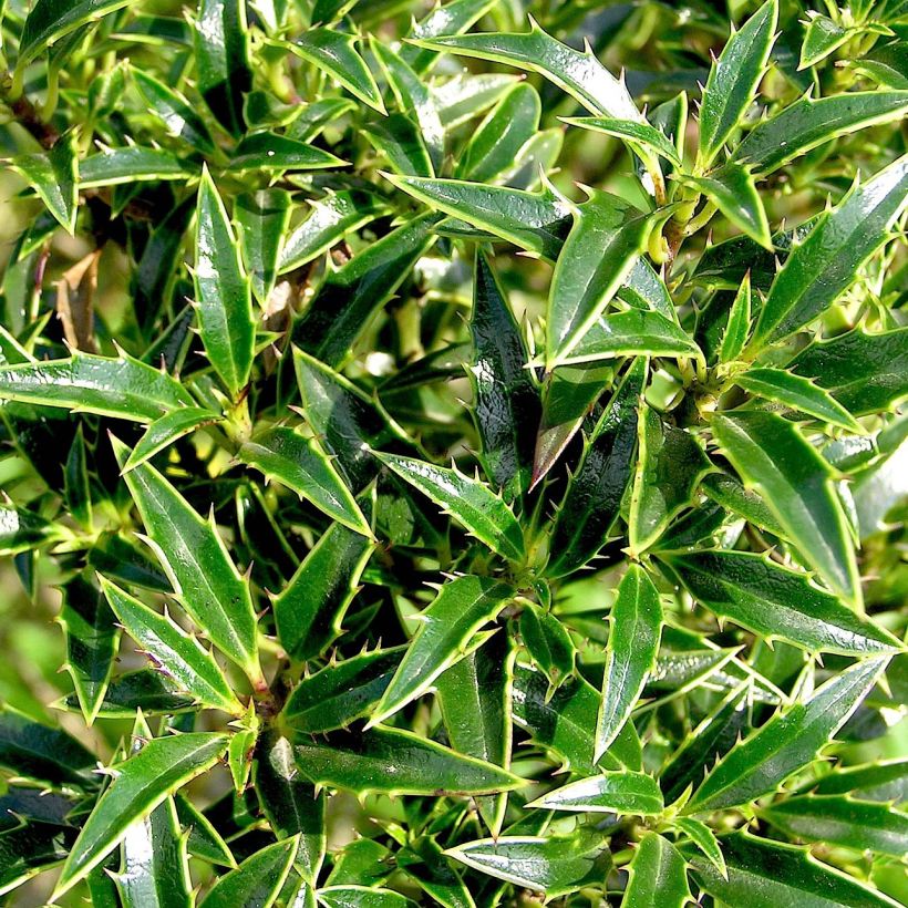 Ilex aquifolium Myrtifolia - Hulst (Blad)