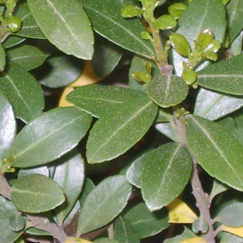 Ilex crenata Green Hedge - Japanse hulst (Foliage)