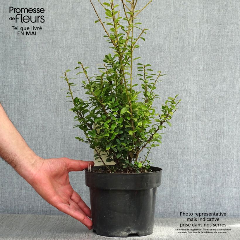Example of Ilex crenata Caroline Upright - Japanse hulst Pot van 2 l/3 l as you get in printemps