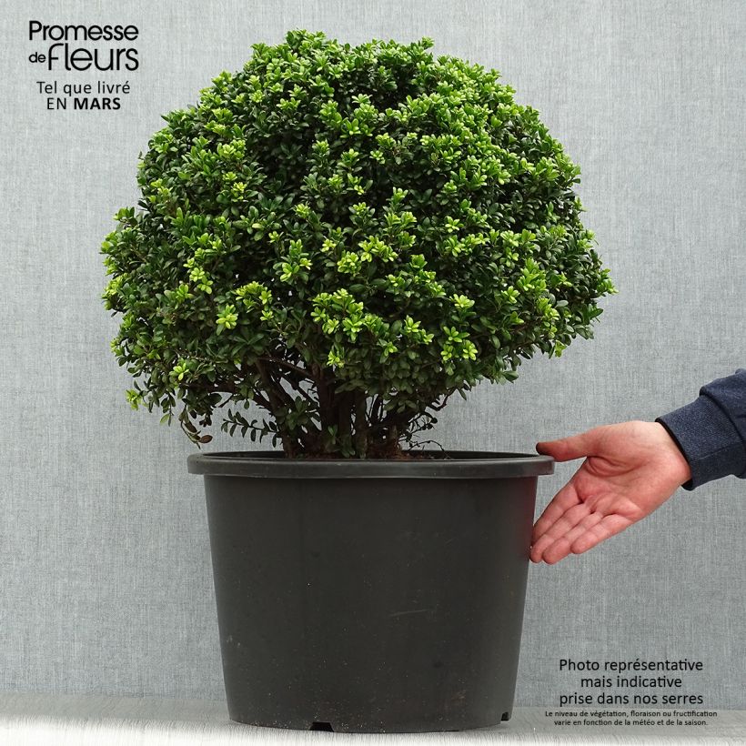 Exemplaar van Ilex crenata Convexa in bolvorm gevormd - Japanse hulst Pot van 7,5 l/10 l, Bolboom zoals geleverd in de lente