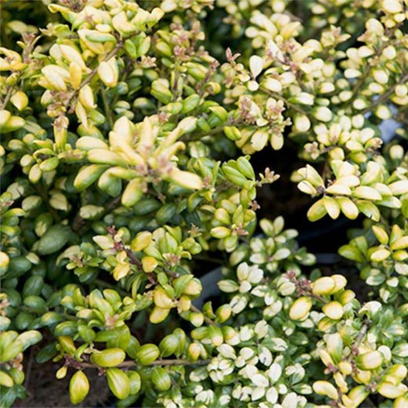 Ilex crenata Convexed Gold - Japanse hulst (Blad)