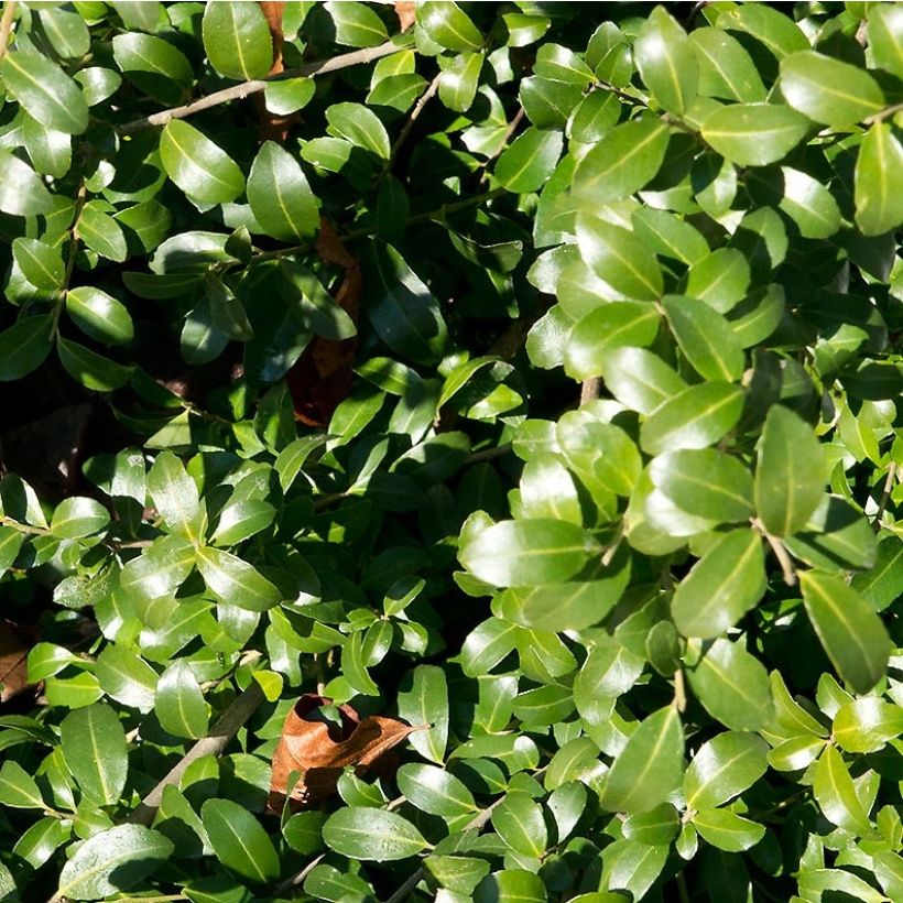 Ilex crenata Kinme - Japanse hulst (Foliage)