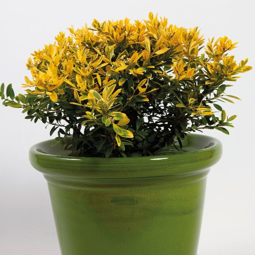 Ilex crenata Lingold - Japanse hulst (Groeiplaats)