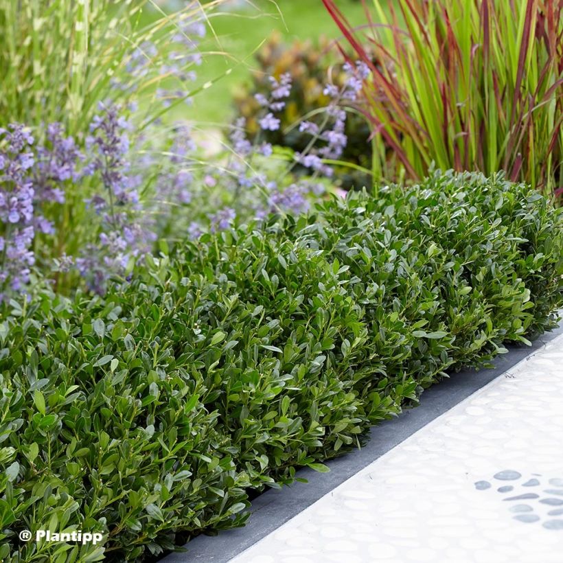 Ilex crenata Luxus Globe - Japanse hulst (Groeiplaats)