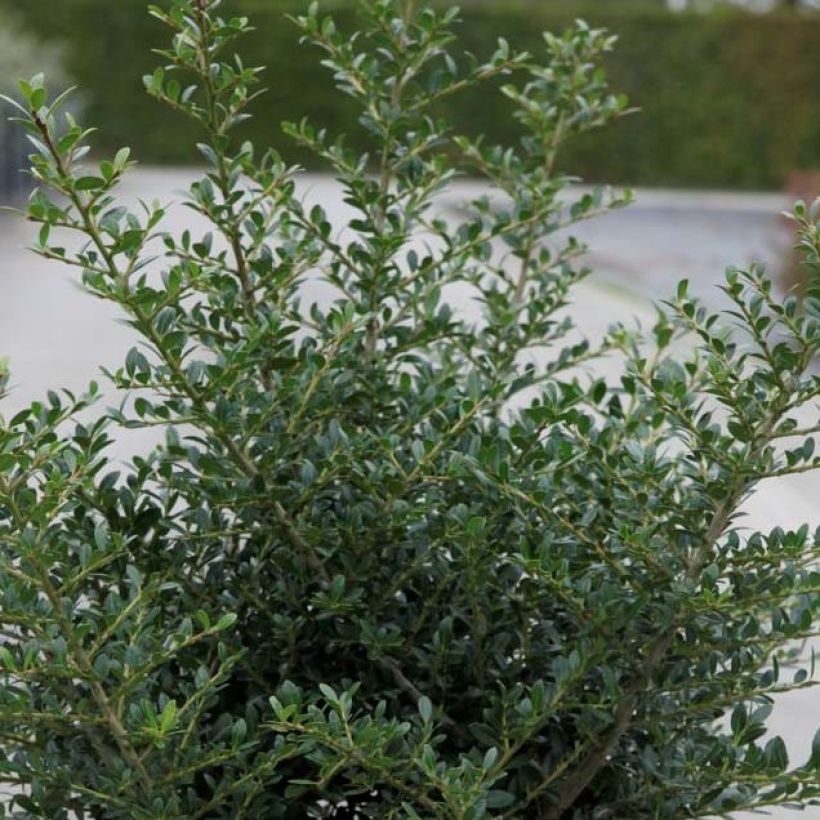 Ilex crenata Stokes - Japanse hulst (Blad)