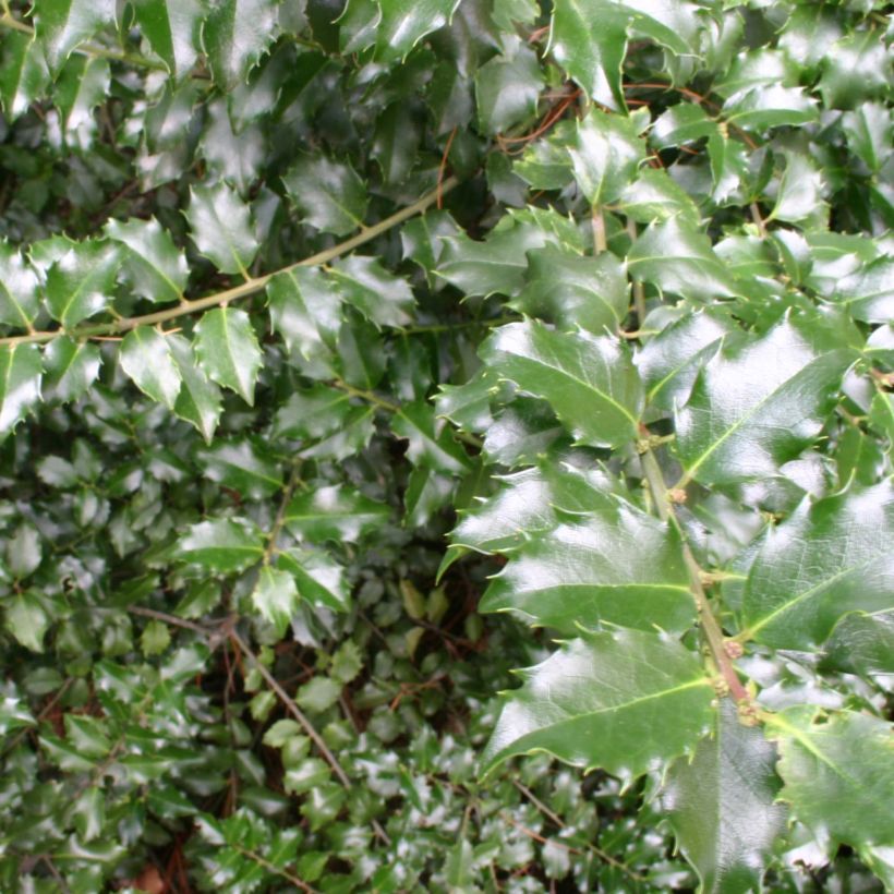 Ilex meserveae Blue Princess - Kastanjebladige hulst (Blad)