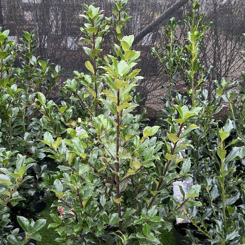 Ilex meserveae Mesid - Kastanjebladige hulst (Groeiplaats)