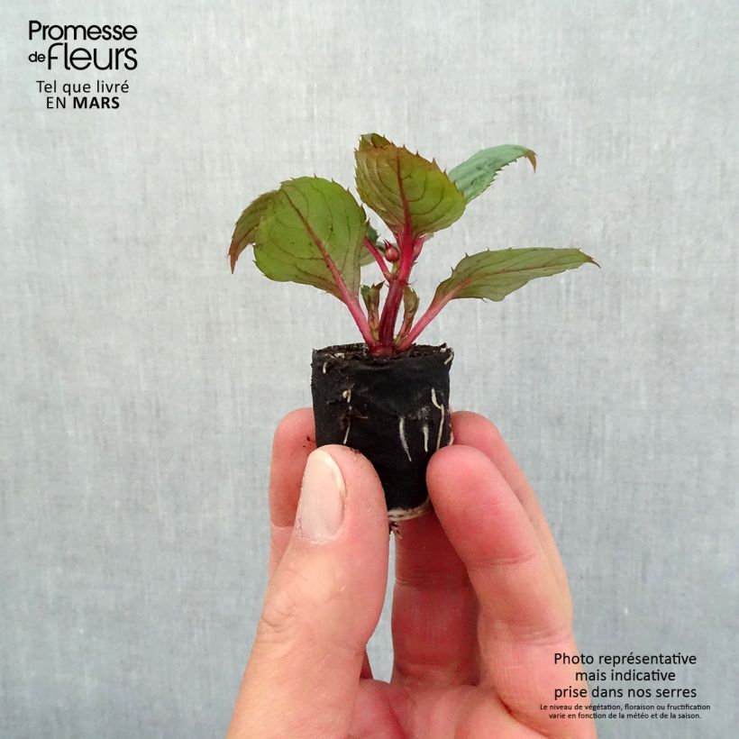 Exemplaar van Impatiens hawkeri SunPatiens Compact Blush Pink - Vlijtig liesje Mini-mot Ø 3/4 cm zoals geleverd in de lente